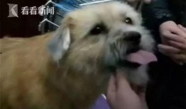 娱乐吃瓜酱阿姨卖小狗