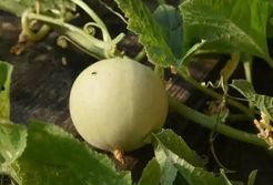 甜瓜大爆料十集视频播放